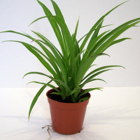 chlorophytum extérieur Chlorophytum Vert