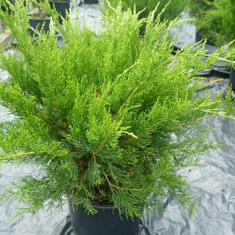 Juniperus Sea Green/Mint Julep