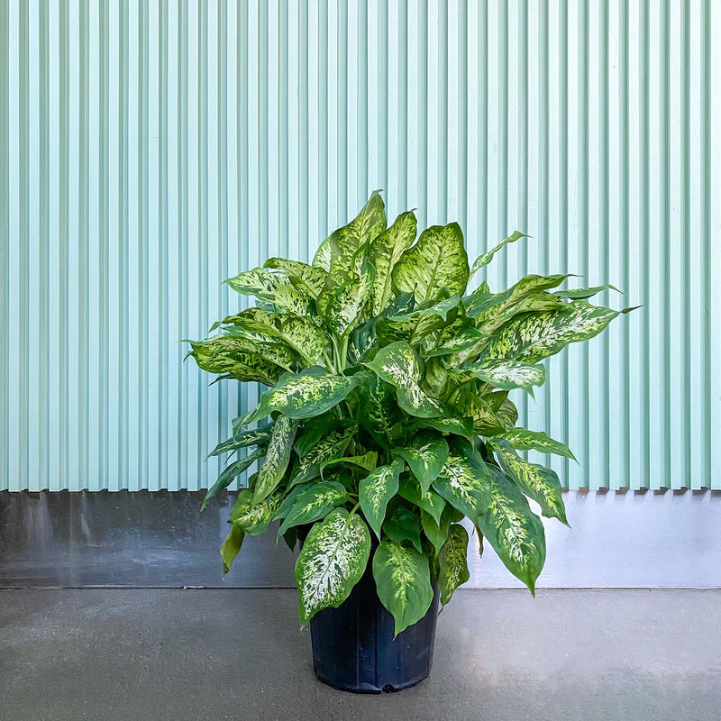 dieffenbachia seguine entretien Dieffenbachia Maculata amy