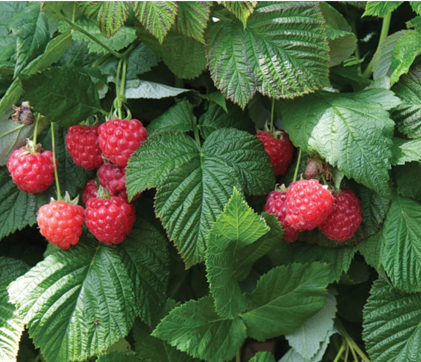 Framboisier 'rasberry shortcake' - Rubus