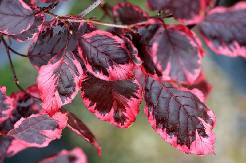 Fagus sylvatica 'Purpurea Tricolor' (syn. F. s. var. roseomarginata) –  FleurExcel Inc