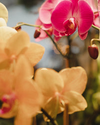 Orchidée -  Phalaenopsis - couleurs variées