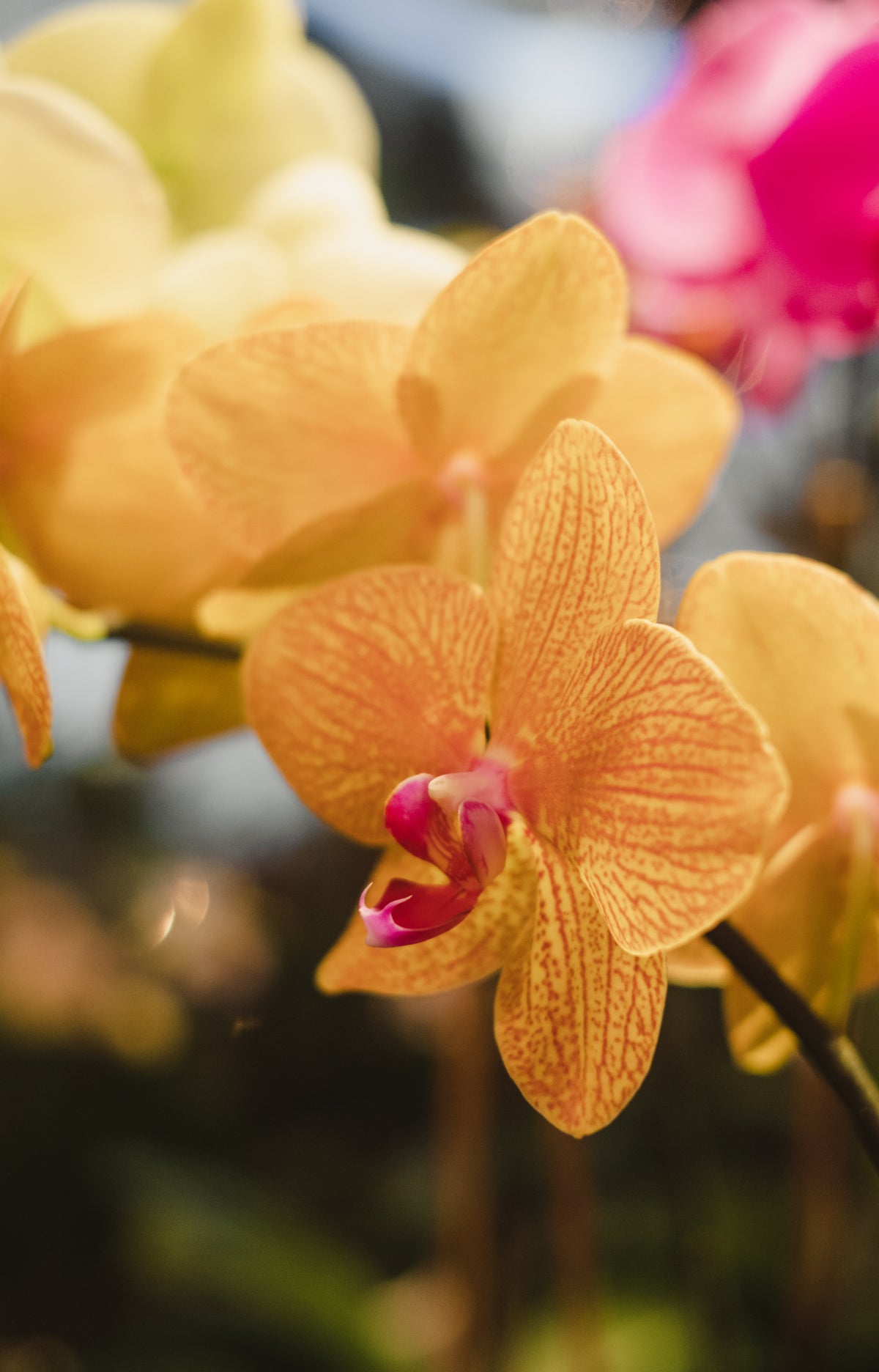 Orchidée -  Phalaenopsis - couleurs variées