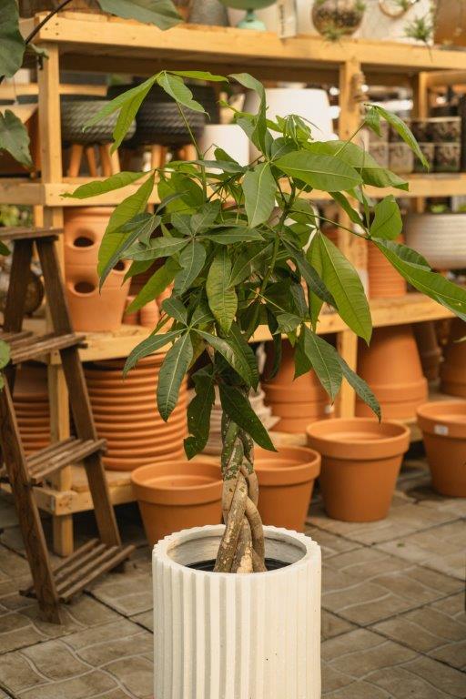 money tree francais Pachira aquatica (Money Tree)