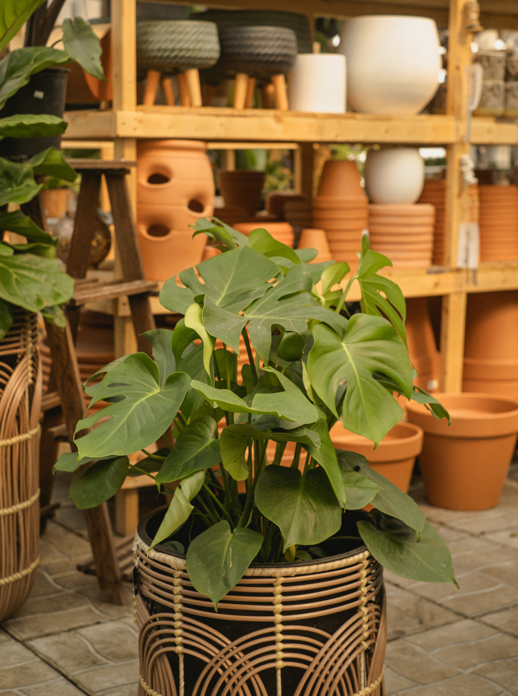 monstera deliciosa fleur Monstera Deliciosa