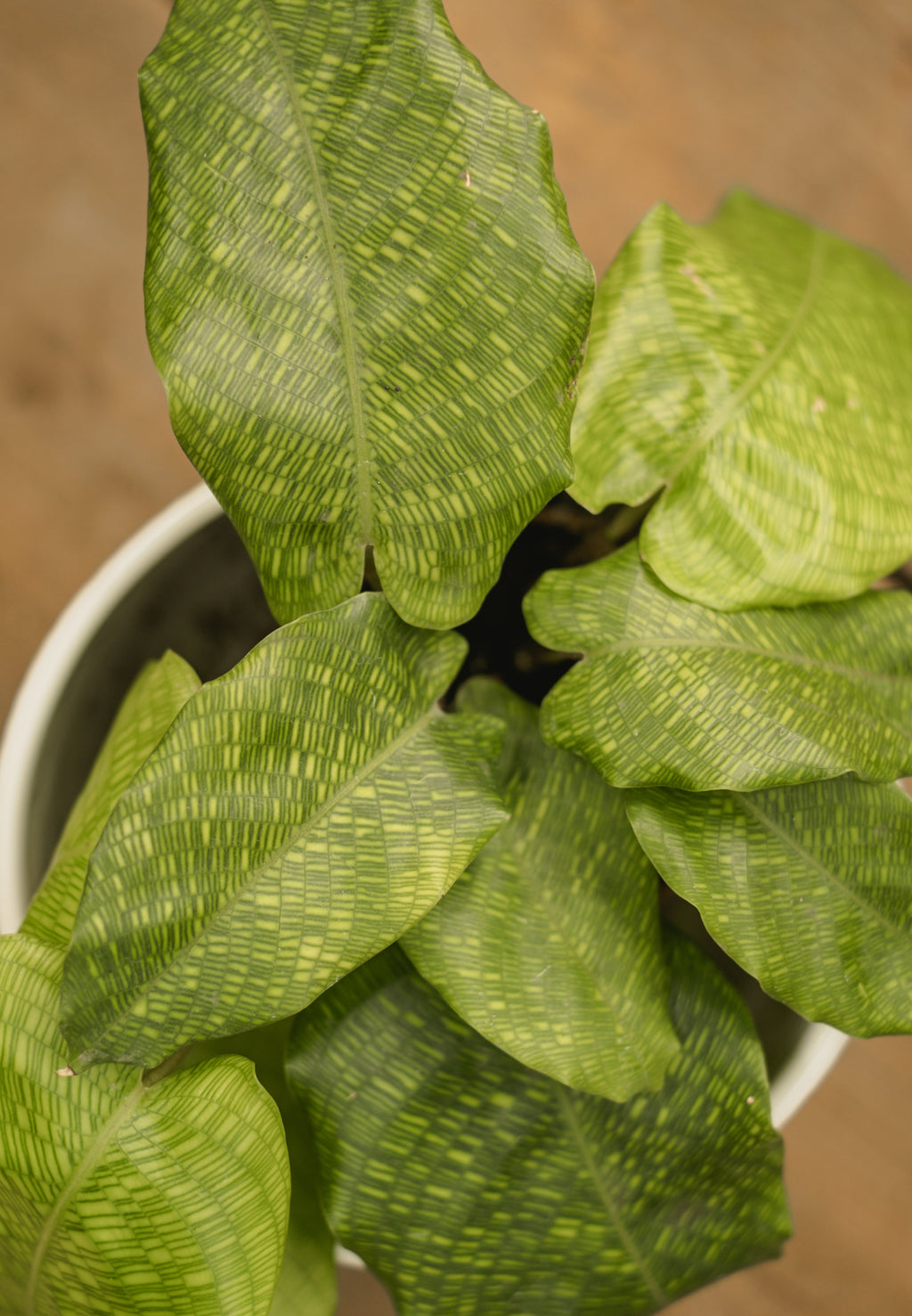Calathea Musaica Network – FleurExcel Inc