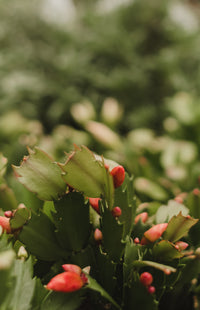 Schlumbergera truncata (cactus de Noel) - couleurs assorties
