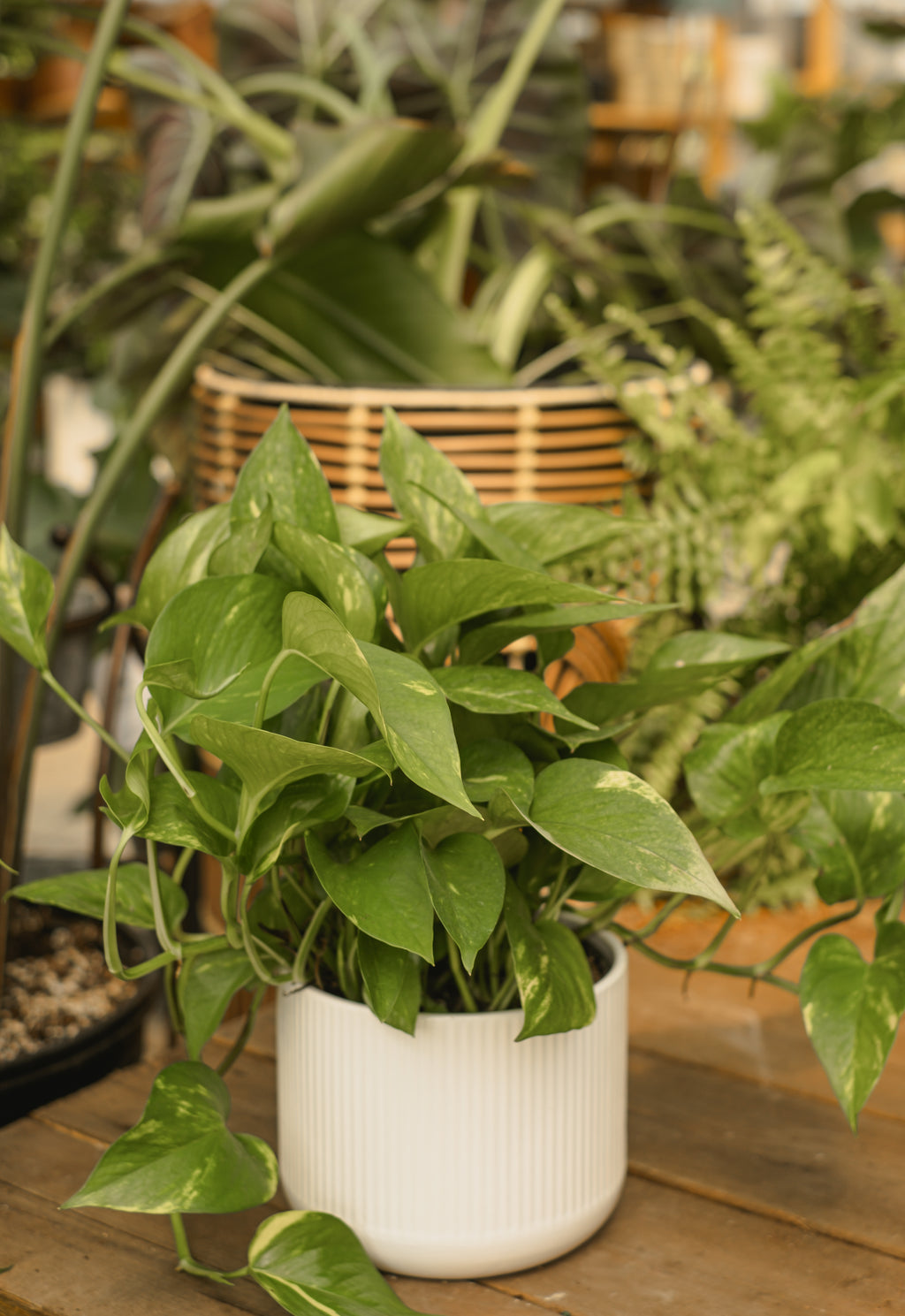 pothos feuilles jaunes Epipremnum aureum Golden (pothos golden/ pothos doré) – FleurExcel Inc