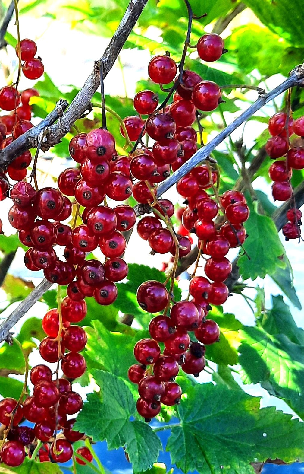Gadelier Red Cherry – (Ribes rubrum)