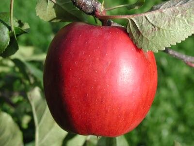 Pommiers - Haralson - MALUS