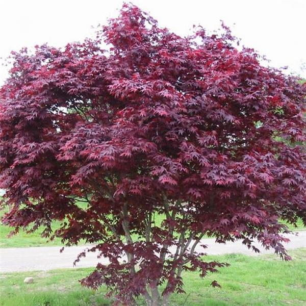 Acer palmatum 'Bloodgood'- érable