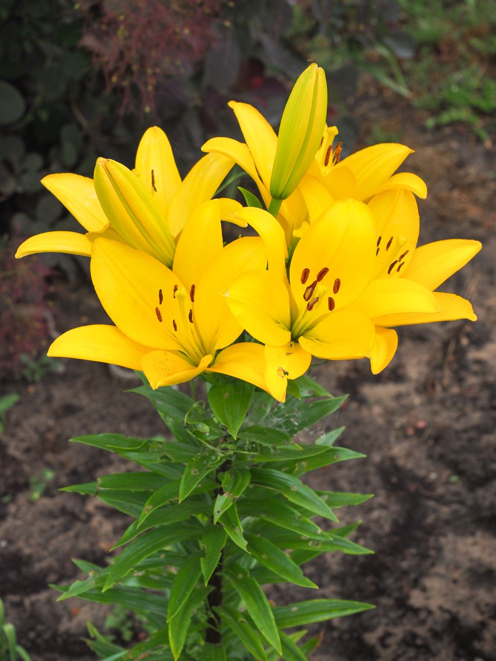 Lilium 'Tiny Bee'