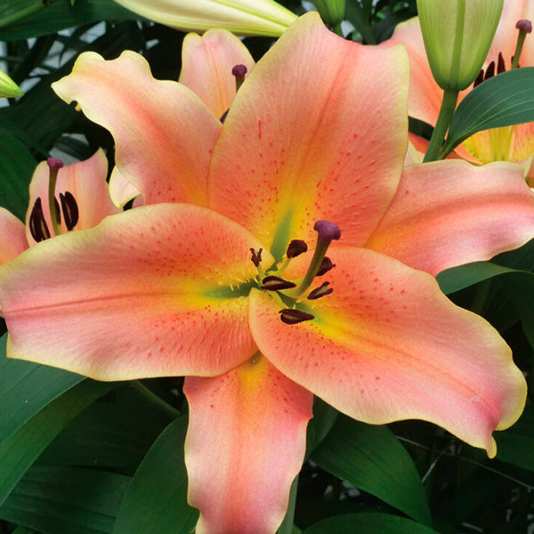 Lily Lily Hybrid Zelmira – FleurExcel Inc.