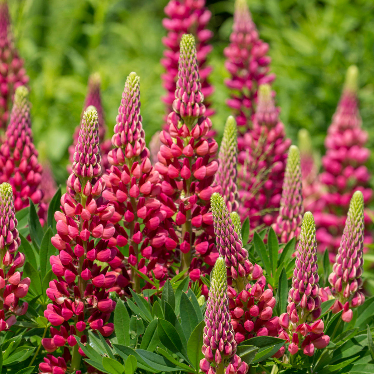 Lupinus x Gallery Rouge - Lupin – FleurExcel Inc.