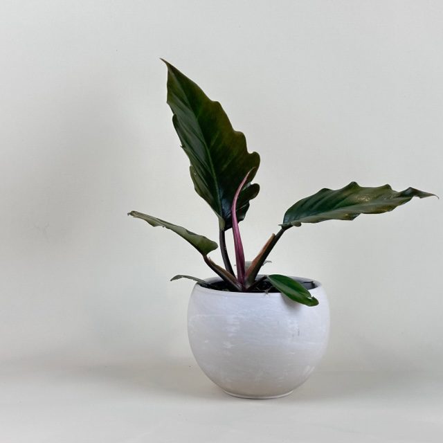 chocolate empress philodendron Philodendron bipinnatifidum 'Chocolate Empress' – FleurExcel Inc