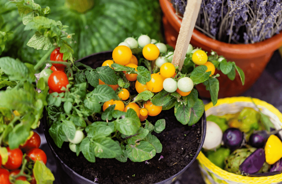 Légumes en pot