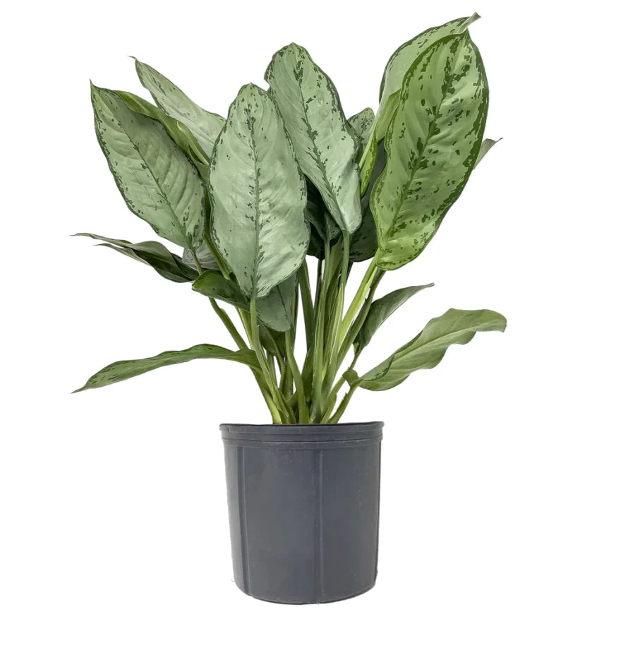 bj freeman aglaonema Aglaonema BJ Freeman