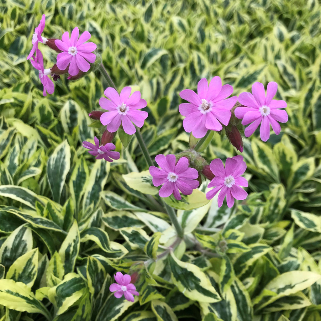 Silene 'Clifford Moor' - Silène main image 0