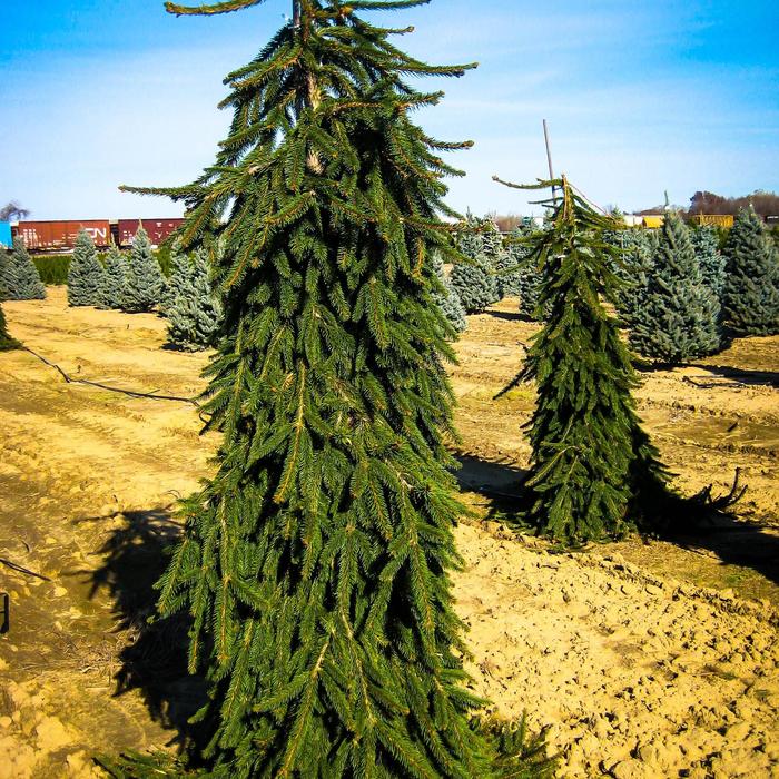 Picea abies "Pendula" - Épinette de Norvege Pleureuse / Weeping Norway Spruce