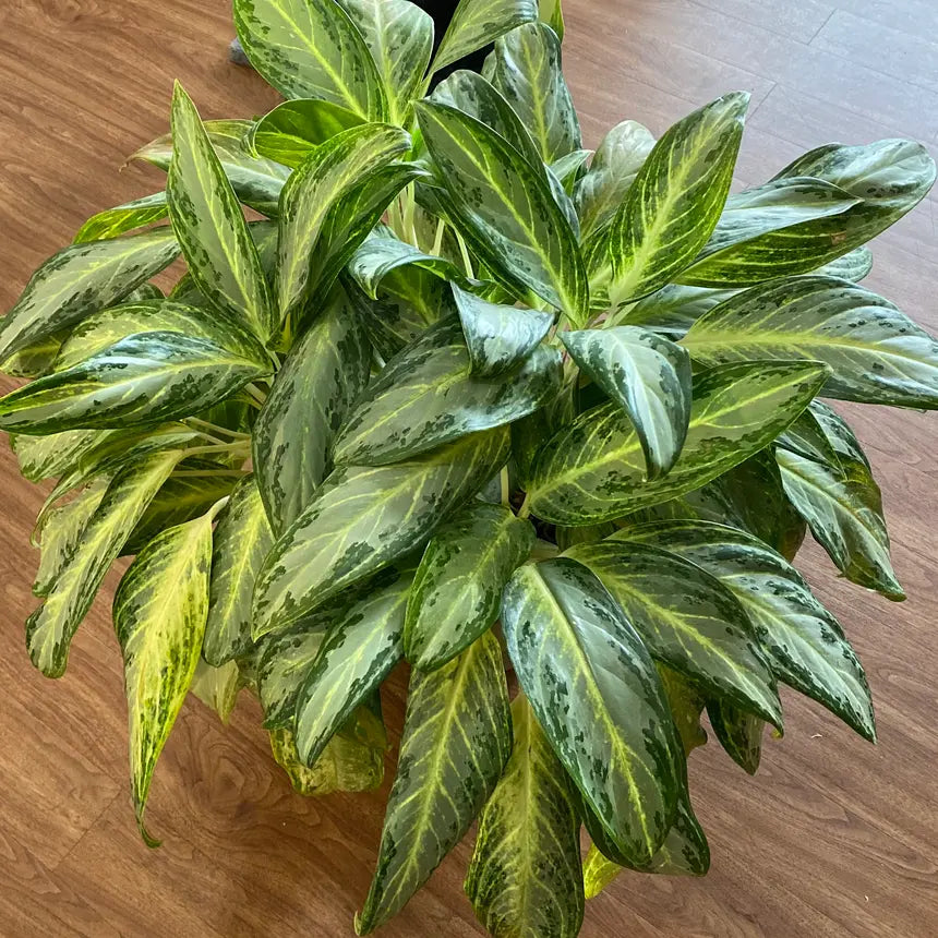 aglaonema golden bay Aglaonema Golden Bay