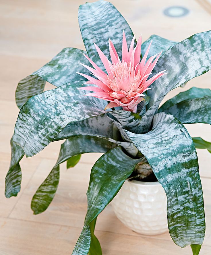 bromelie aechmea primera Aechmea fasciata 'Primera'