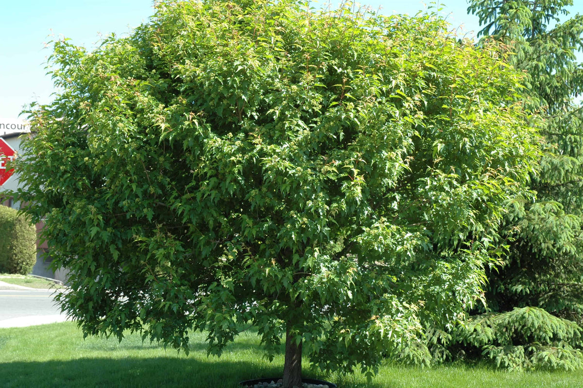 Acer ginnala- érable