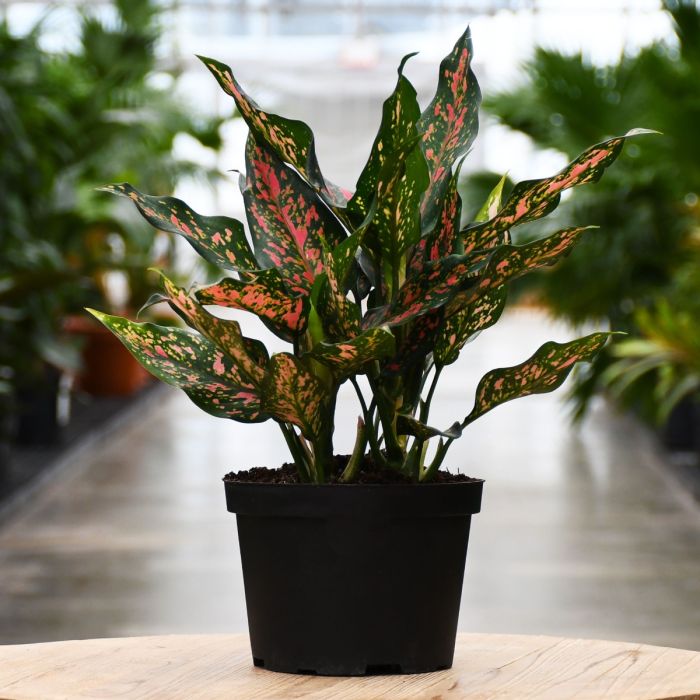 aglaonema narrow spinel AGLAONEMA NARROW SPINEL