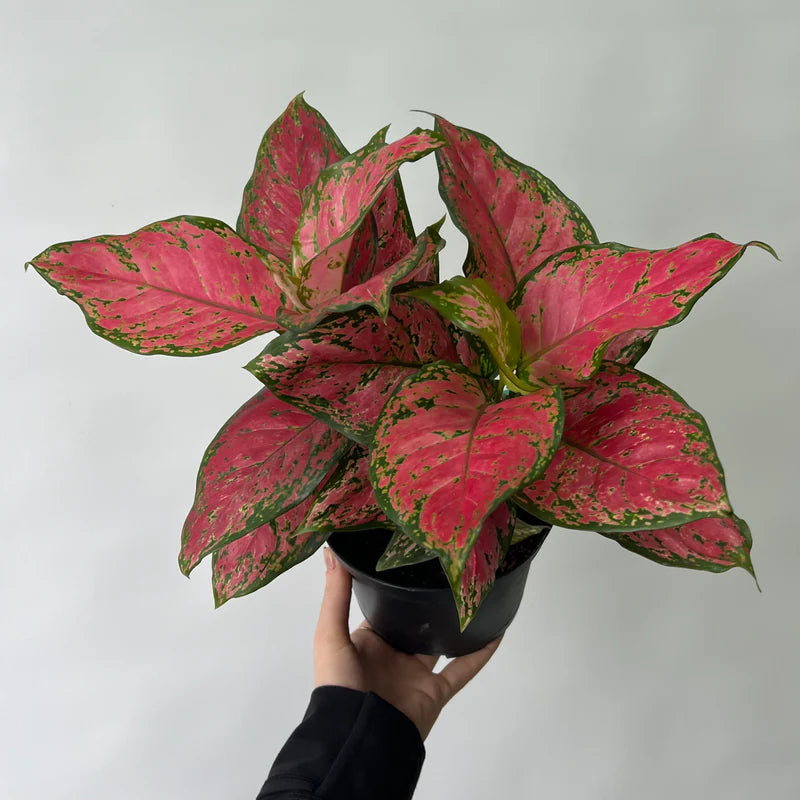 aglaonema achat Aglaonema very red