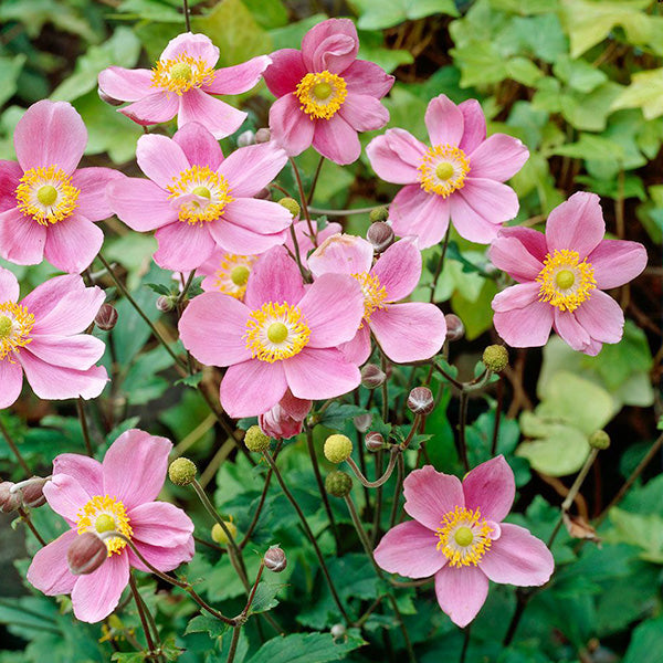 Anemone x hybrida 'September Charm' - Anemone – FleurExcel Inc.