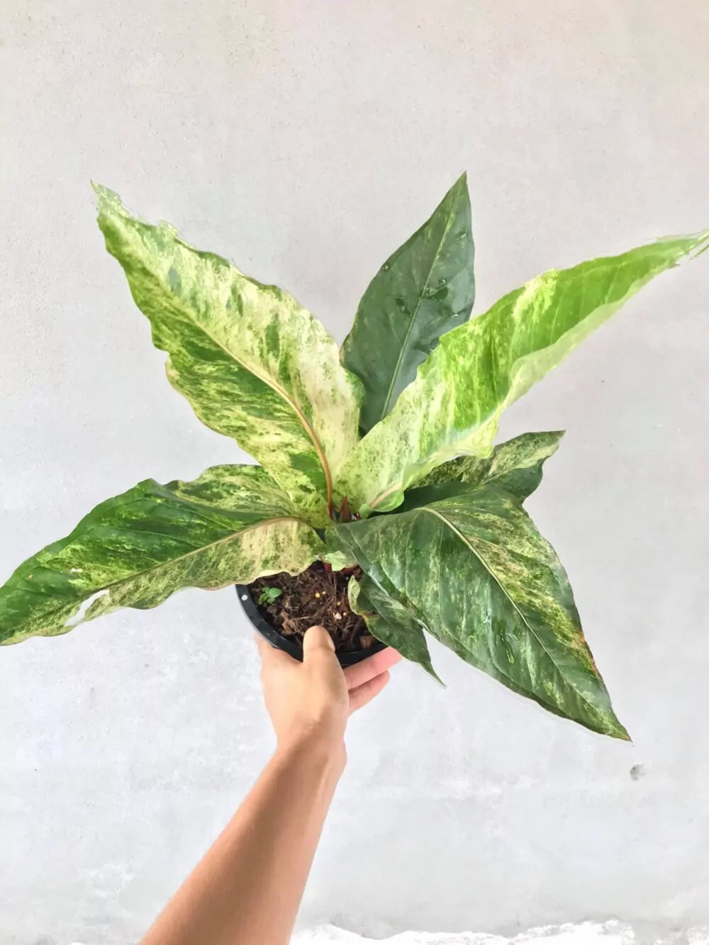 その他観葉植物 Anthurium Renaissance yellow Variegated Anthurium Renaissance Variegated – FleurExcel Inc.