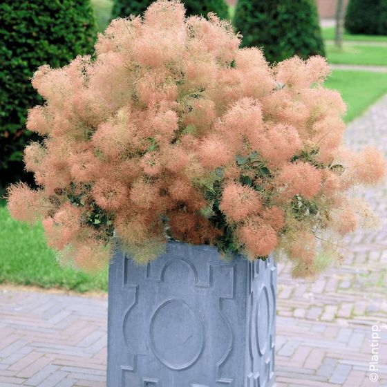 Cotinus coggygria 'Young Lady' - Arbres à perruque