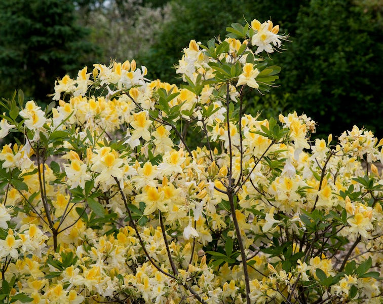 Rhododendron 'Northern Hi-Lights' [Azalea]