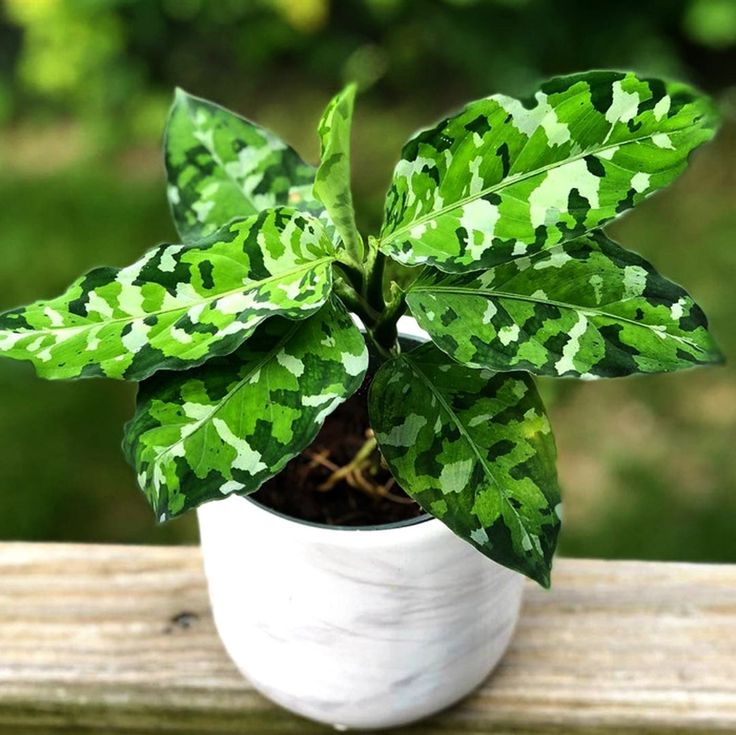 Aglaonema pictum tricolor – FleurExcel Inc.