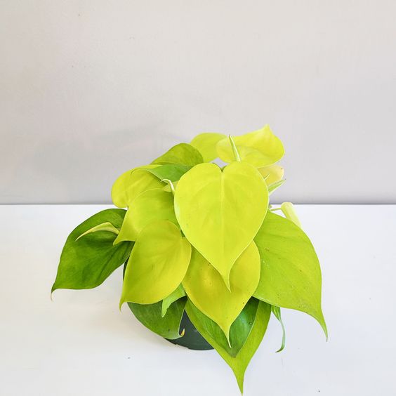 philodendron feuille jaune Philodendron Lemon Lime – FleurExcel Inc