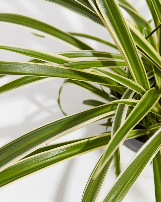 Chlorophytum comosum Reversed