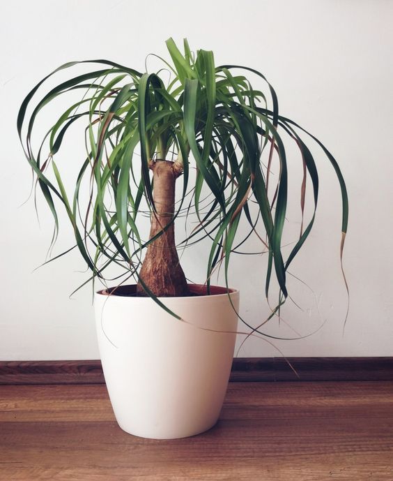 Graines De Pied D'éléphant (Beaucarnea Recurvata) - Sachet De 10 Graines - Plante D'intérieur Facile