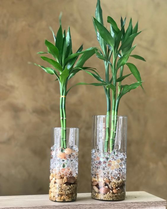Lucky bamboo