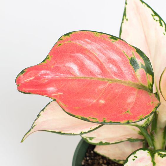 pink wishes aglaonema Aglaonema Pink Wishes