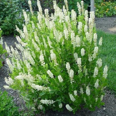 Clethra Sixteen Candles