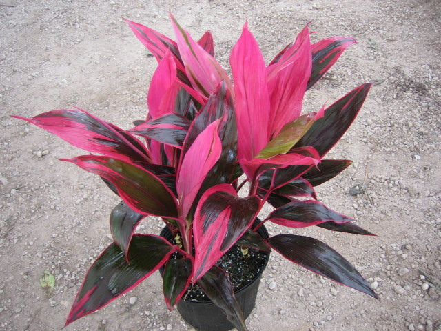 Cordyline Red sister