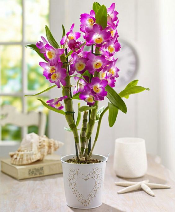 Guide d'entretien complet de l'orchidée Dendrobium