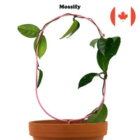 Treillis métallique « ovale » - Support pour plantes rampantes - Mossify