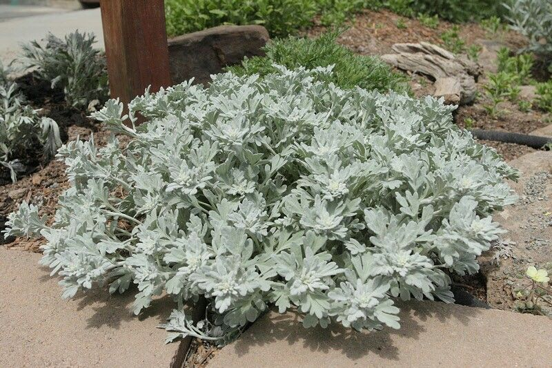 Artemisia stelleriana. 'Silver Brocade'