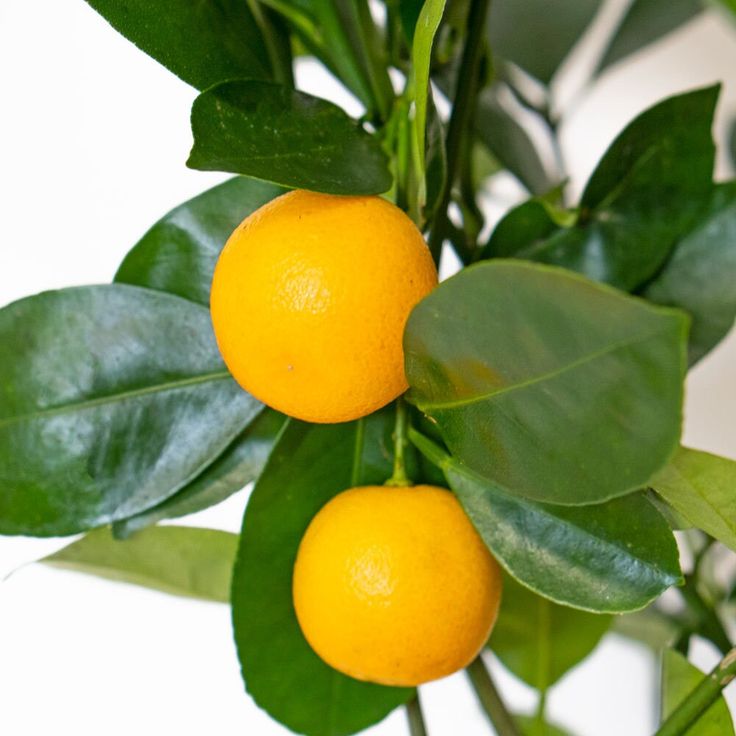 Citrus mitis - Calamondin - Oranger d'appartement