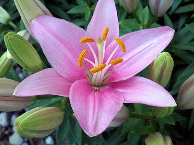 tiny icon asiatic lily Lilium 'Tiny Icon'