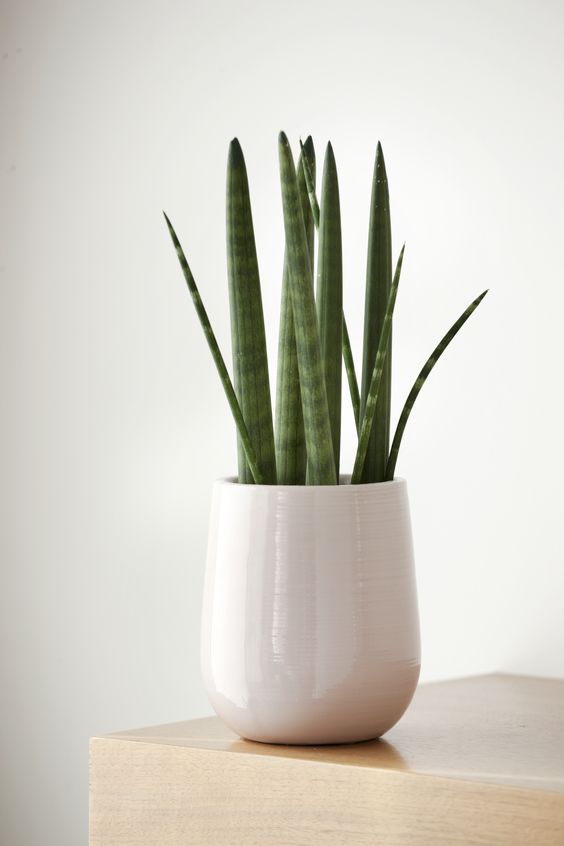 sansevieria cylindrica entretien Sansevière Cylindrica