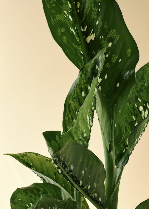 dieffenbachia variété Dieffenbachia Crocodile