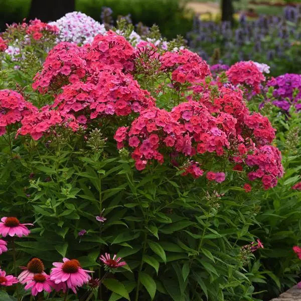 Phlox paniculata 'Ka-Pow Pink' - Perennial Phlox – FleurExcel Inc.