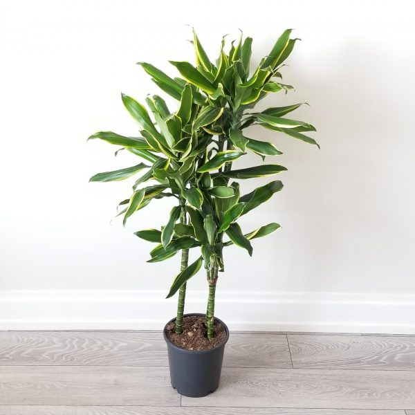 dracaena golden coast cane Dracaena Golden Coast Cane 3ppp