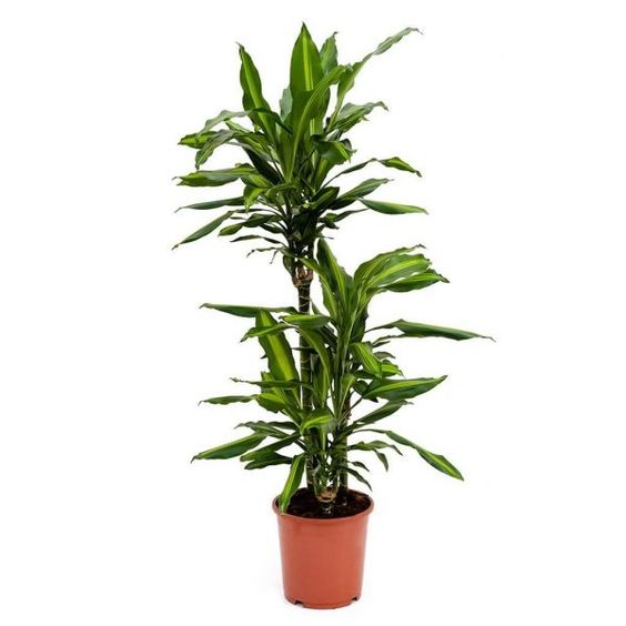 plante dracaena fragrans Dracaena fragrans 'Cintho'